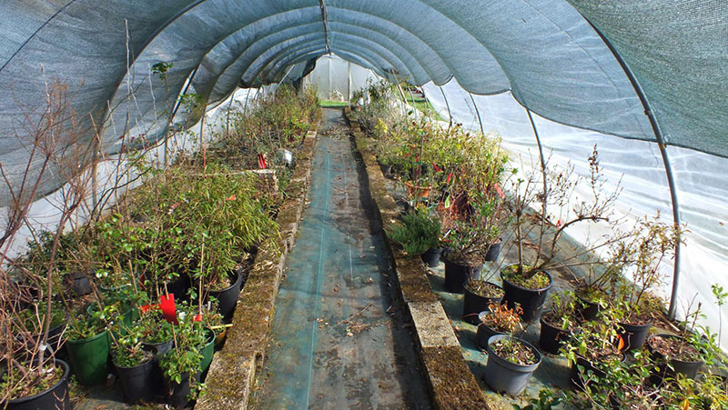 Plantes à vendre Château-Chinon | Morvan